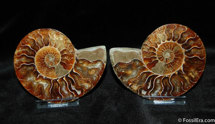 Beautiful Inch Cut and Polished Ammonite Pair #382
